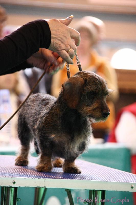 Crufts2011_2 1151.jpg